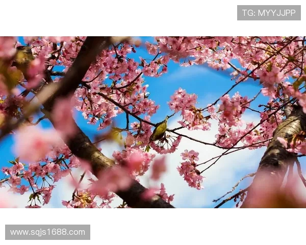 鸟夕砂岩与大阪樱花的精彩对决谁能笑到最后